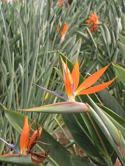 ストレチア レギネ 【現品】 極楽湯 オレンジの花 8号 レギネー種在来