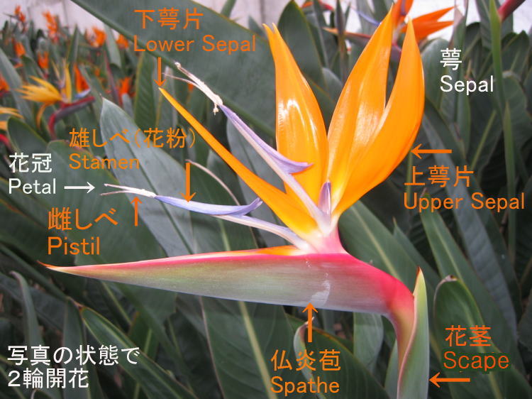 ストレリチアの形態