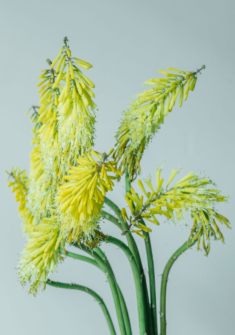 大谷渡り（オオタニワタリ） ドラゴン - SUGAWARA SEIKATEN