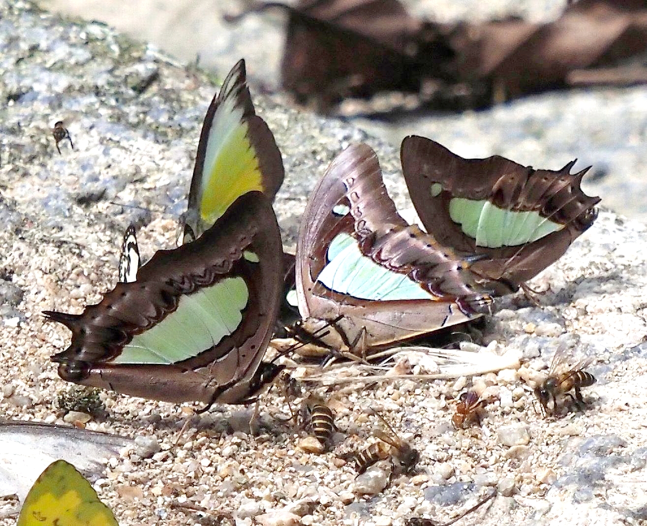 ta-atamasuhimefutao1-20190924-