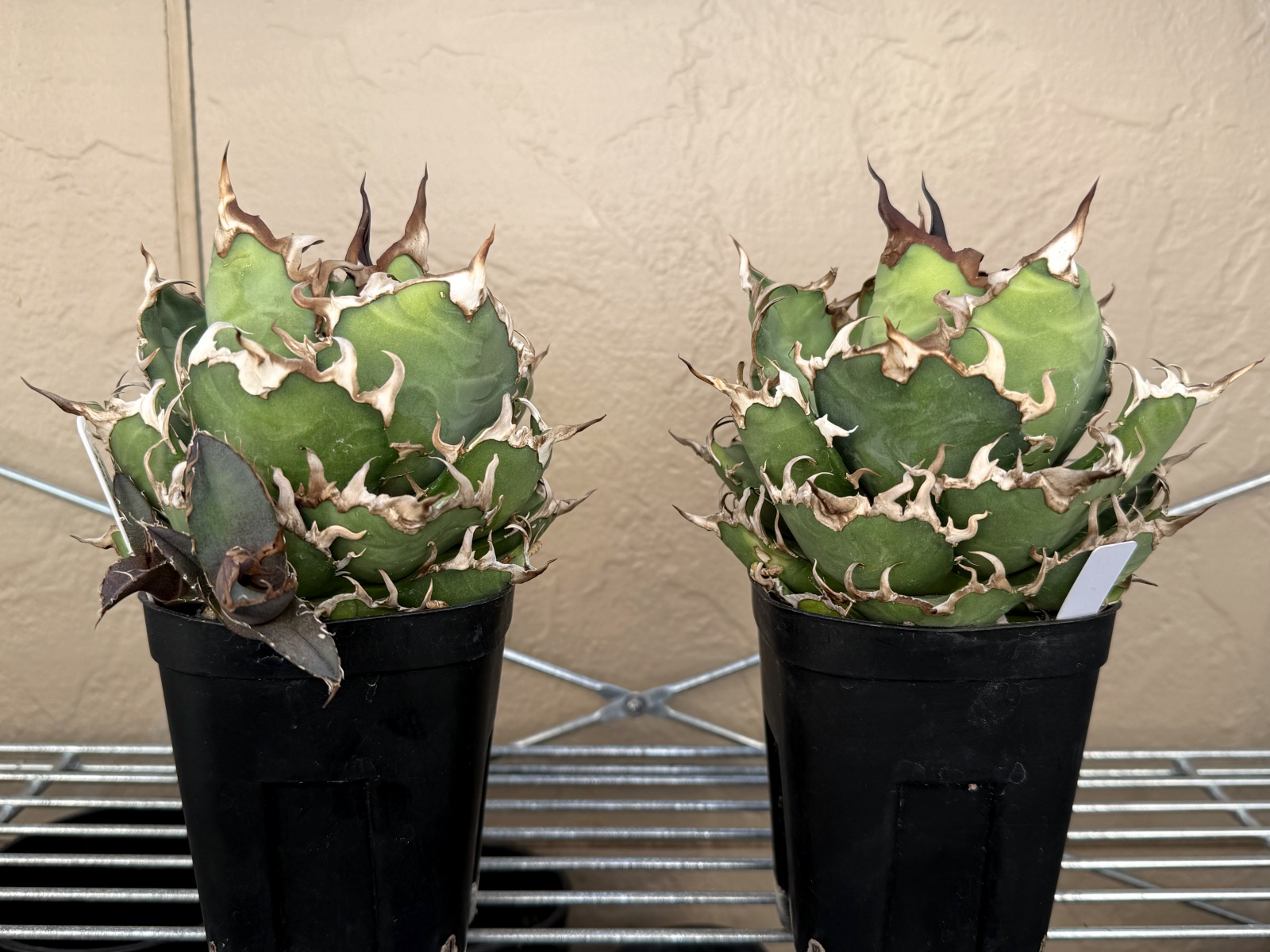 アガベの子株、増えるたびに悩む置き場問題…！ | すごいグリーン