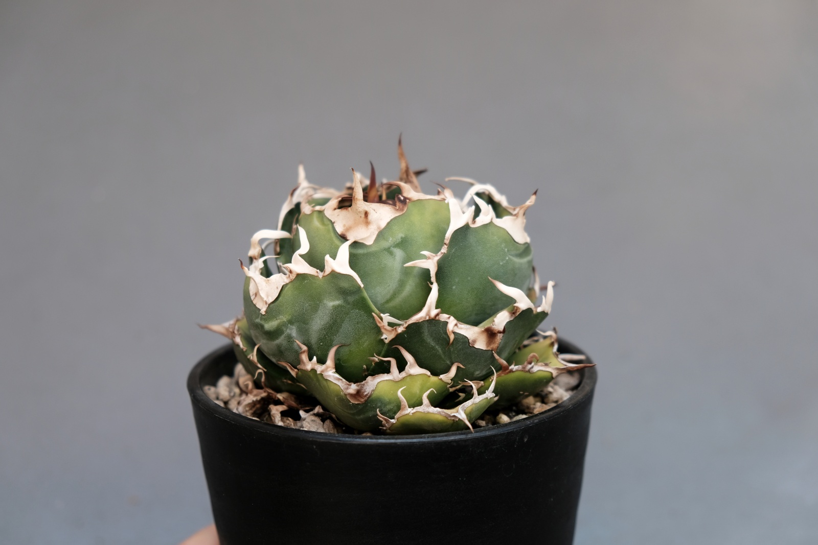 アガベ チタノタ 台湾白鯨 / まん丸ボール型で育成中。 | すごいグリーン