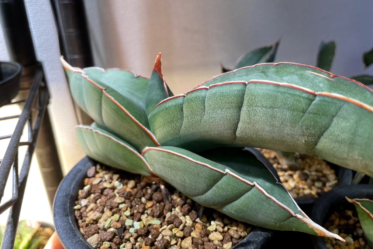 サンスベリア バナナ / ムチプリで肉厚な葉のバナナ三兄弟。 | すごい