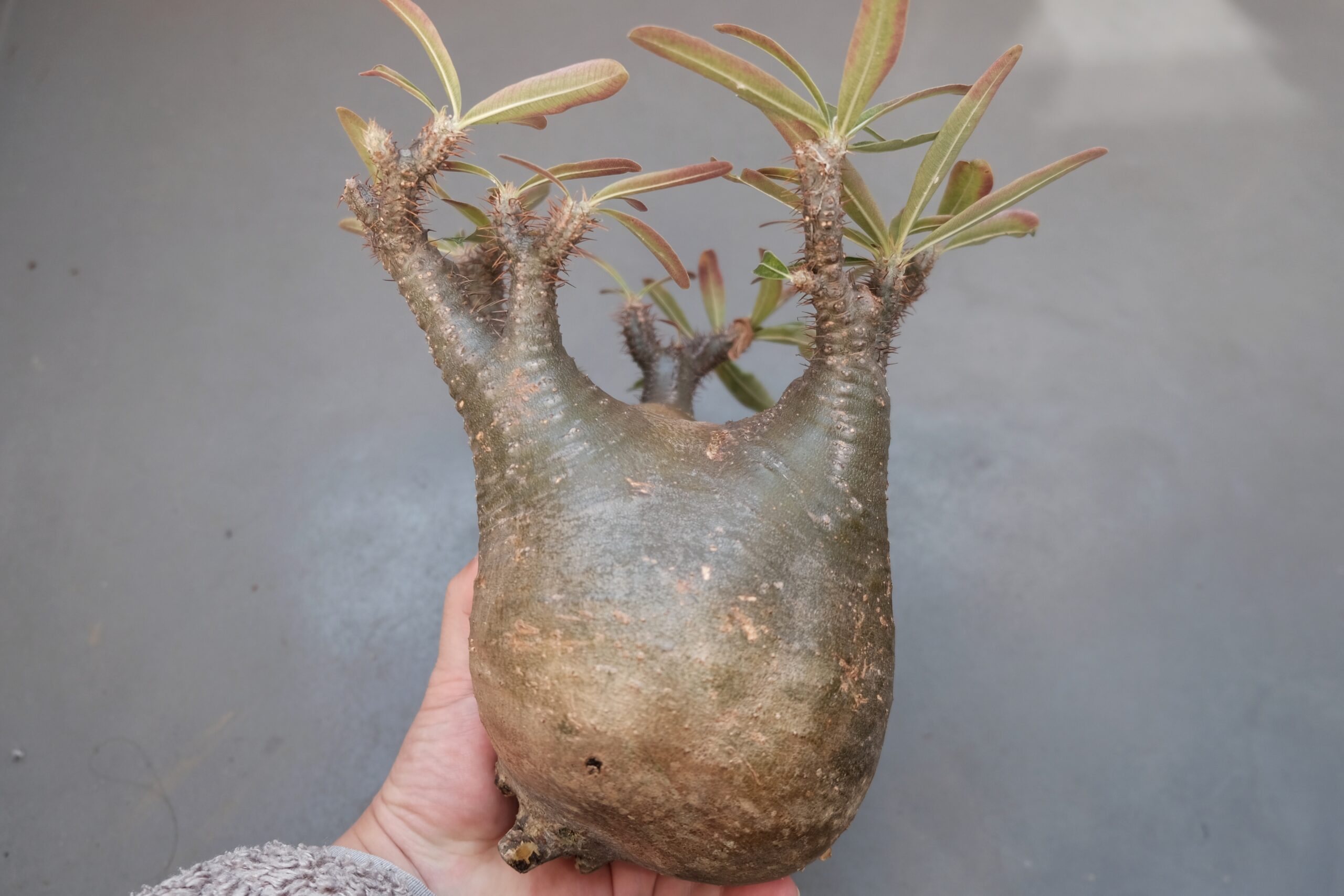 水耕で発根管理中のグラキリスが発根しないので土に植え替えてみる