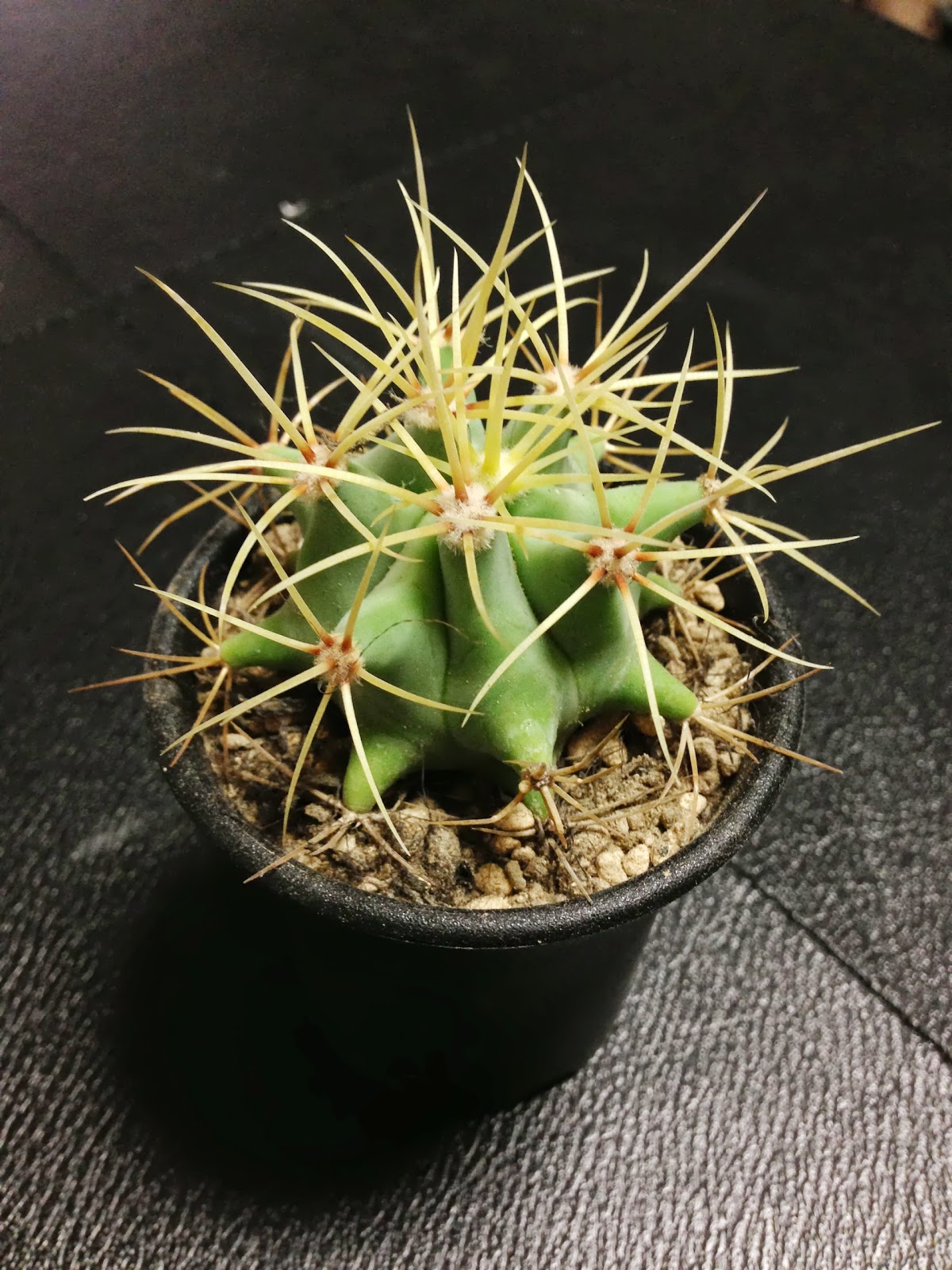 Ferocactus glaucescens 王冠竜（フェロカクタス）の育て方 | スーパー