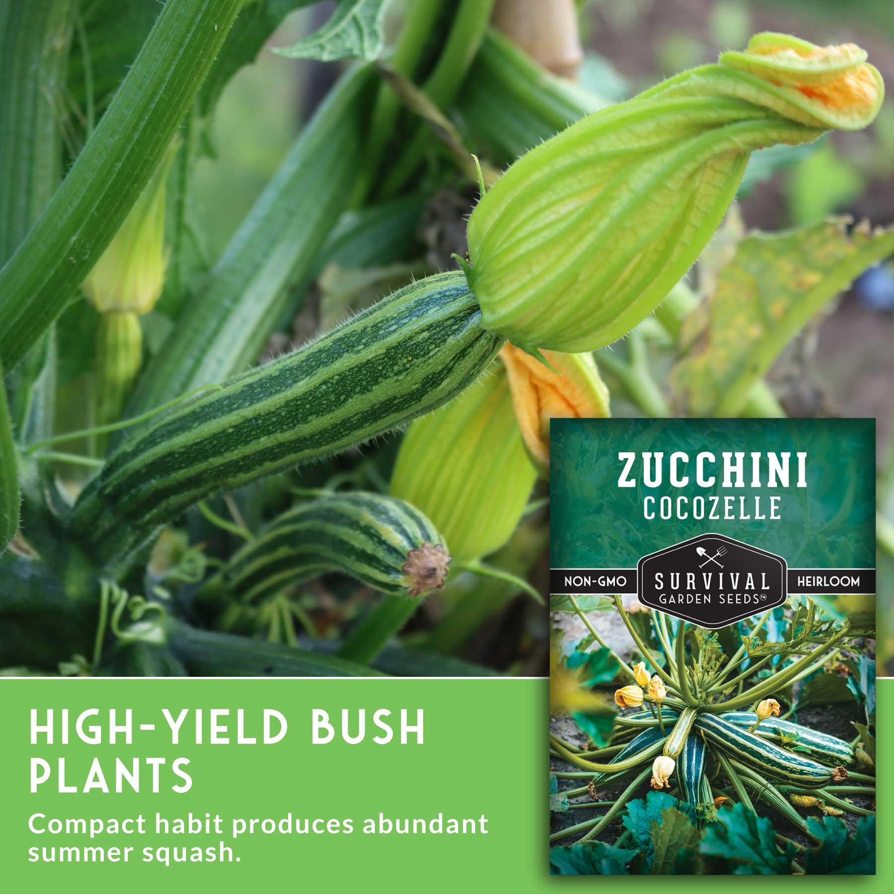 Cocozelle Zucchini Seeds – Italian Heirloom – SurvivalGardenSeeds
