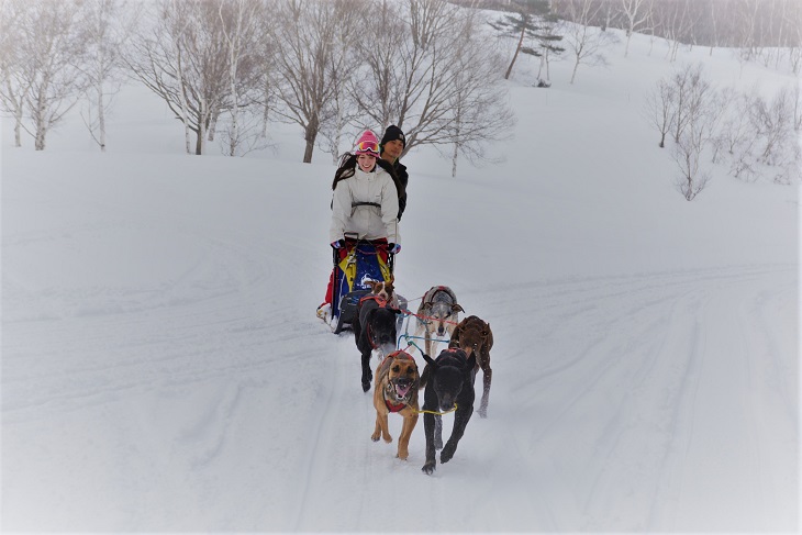 本州で唯一！みなかみで本格的な「犬ぞり」が体験できる！ - SURF&SNOW