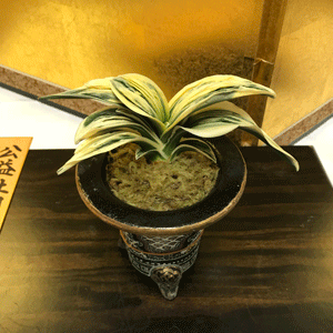 第72回 全国万年青名品展 特別賞受賞作品 - 春光園 【公式ホームページ】