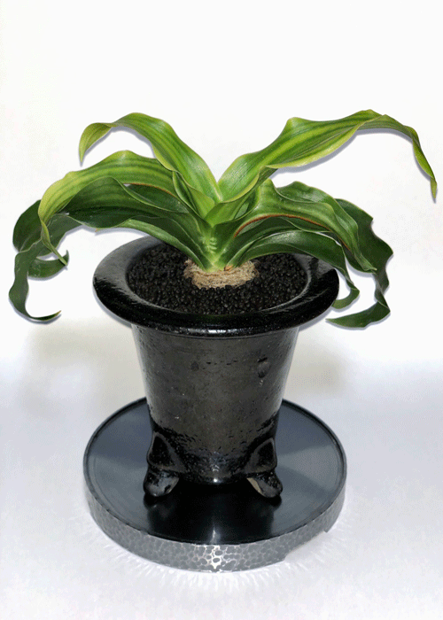 万年青 見聞録 - 春光園 【公式ホームページ】