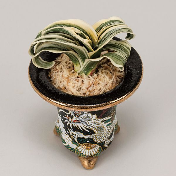 万年青 見聞録 - 春光園 【公式ホームページ】